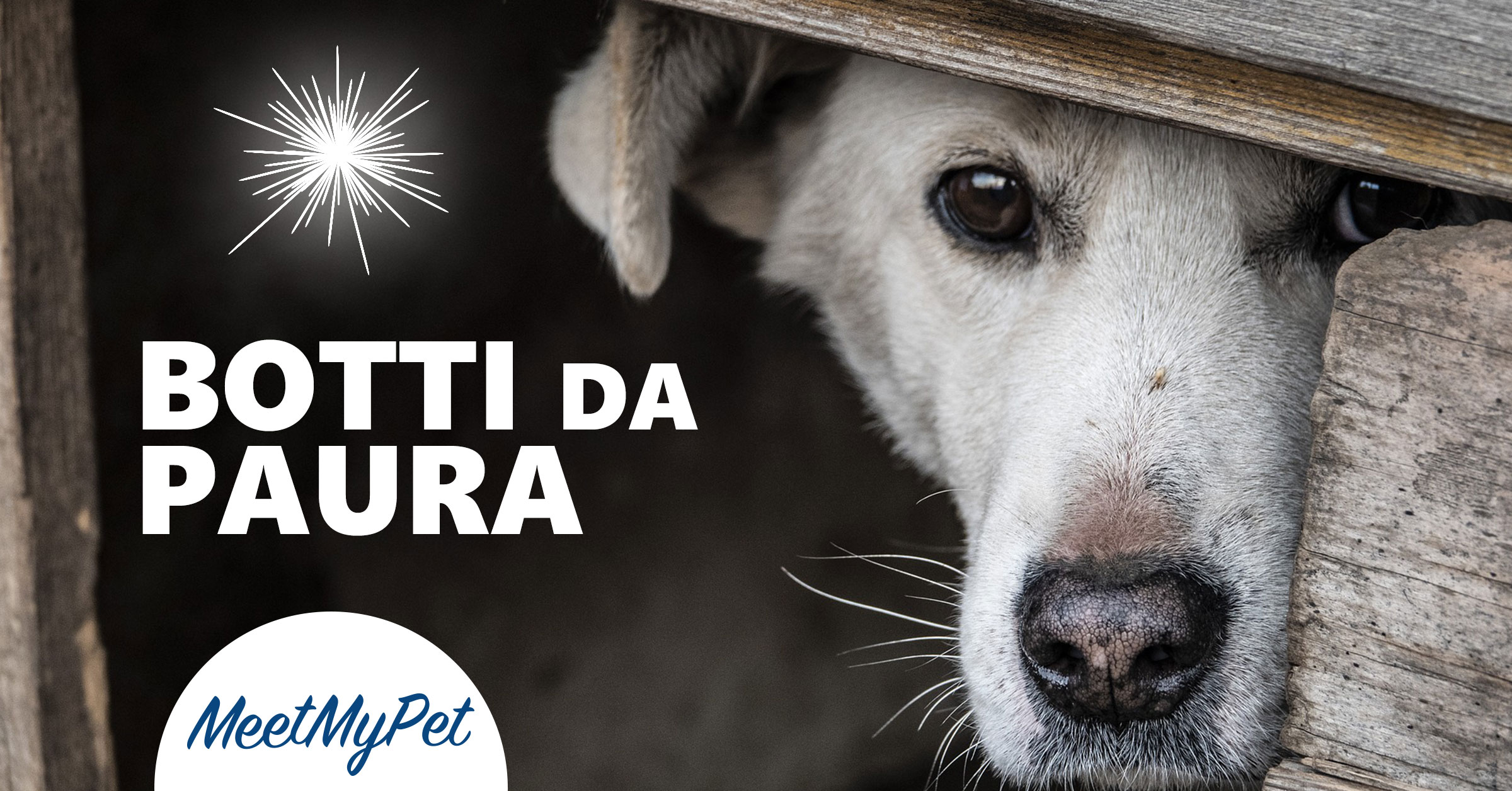 Nei cani la paura dei rumori è tra i più diffusi problemi comportamentali. Questi infatti possono causare crisi di panico e stati fobici nei cani che