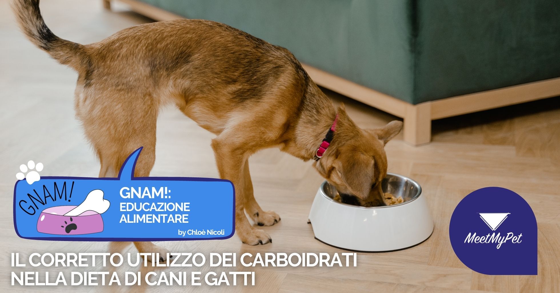 Il corretto utilizzo dei carboidrati all’interno di un piano nutrizionale per cani e gatti