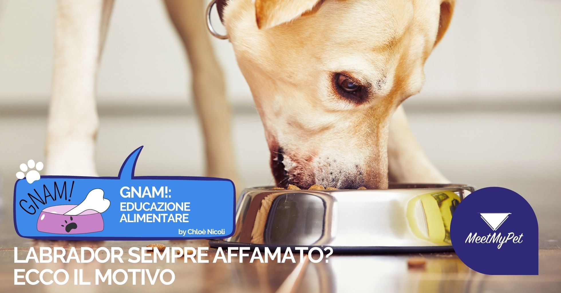 Labrador sempre affamato? Ecco il motivo!